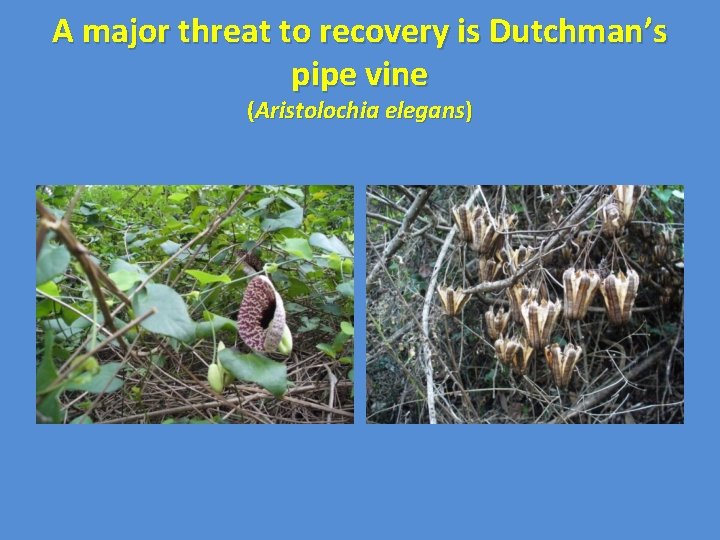 A major threat to recovery is Dutchman’s pipe vine (Aristolochia elegans) 