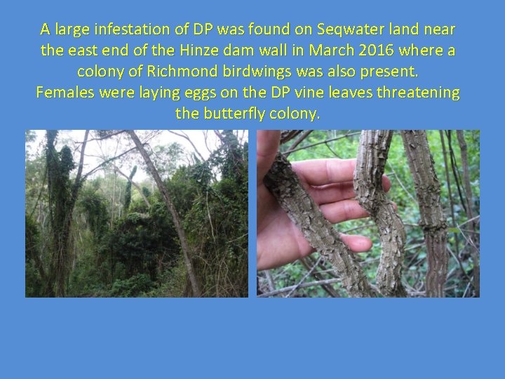 A large infestation of DP was found on Seqwater land near the east end