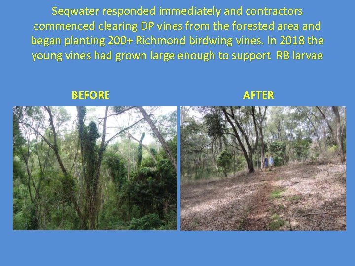 Seqwater responded immediately and contractors commenced clearing DP vines from the forested area and