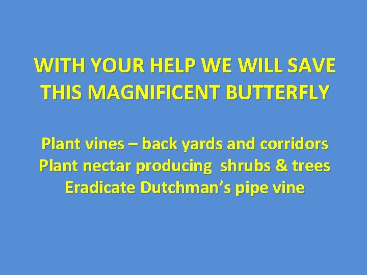 WITH YOUR HELP WE WILL SAVE THIS MAGNIFICENT BUTTERFLY Plant vines – back yards