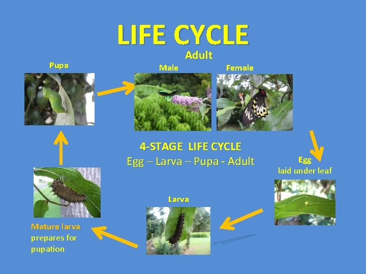 LIFE CYCLE Pupa Male Adult Female 4 -STAGE LIFE CYCLE Egg – Larva –