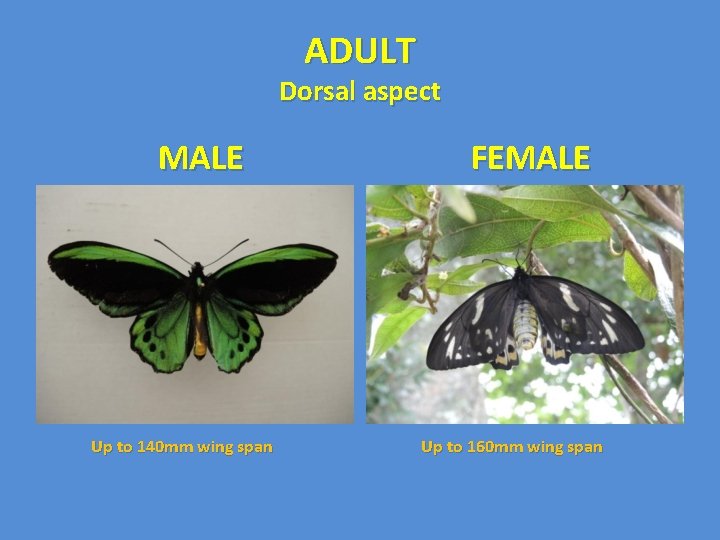 ADULT Dorsal aspect MALE Up to 140 mm wing span FEMALE Up to 160