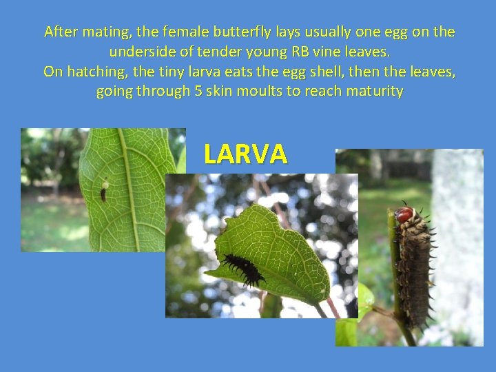 After mating, the female butterfly lays usually one egg on the underside of tender