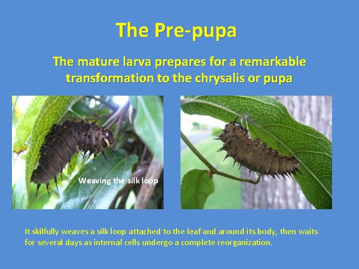 The Pre-pupa The mature larva prepares for a remarkable transformation to the chrysalis or