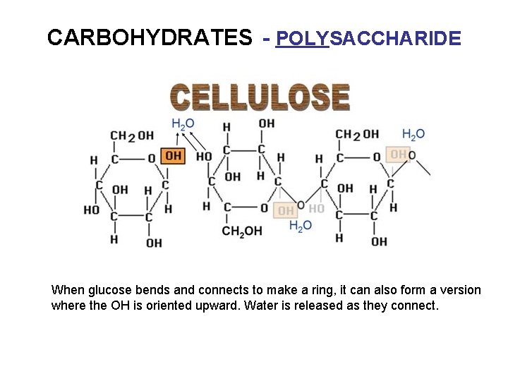 CARBOHYDRATES - POLYSACCHARIDE When glucose bends and connects to make a ring, it can