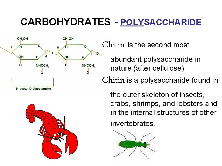 CARBOHYDRATES - POLYSACCHARIDE Chitin is the second most abundant polysaccharide in nature (after cellulose).