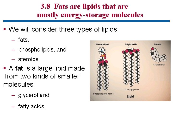 3. 8 Fats are lipids that are mostly energy-storage molecules § We will consider