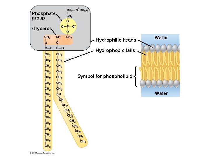 Phosphate group Glycerol Hydrophilic heads Water Hydrophobic tails Symbol for phospholipid Water 