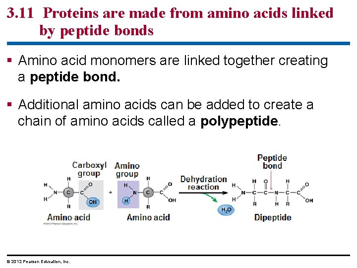 3. 11 Proteins are made from amino acids linked by peptide bonds § Amino