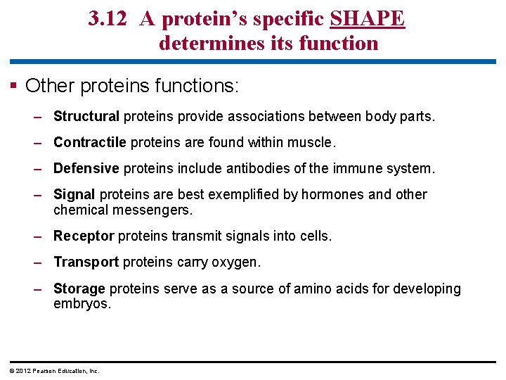 3. 12 A protein’s specific SHAPE determines its function § Other proteins functions: –