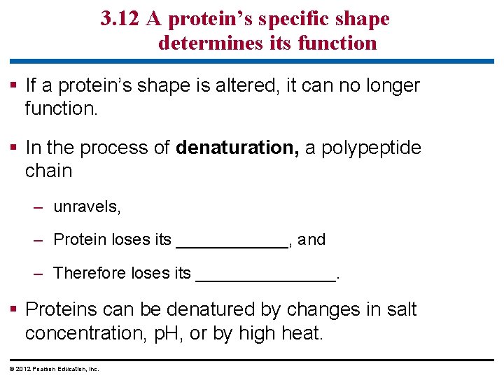 3. 12 A protein’s specific shape determines its function § If a protein’s shape