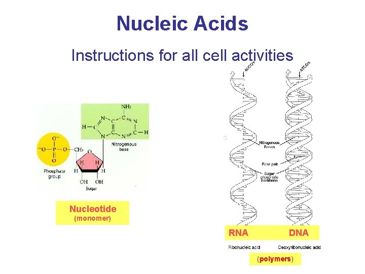 Nucleic Acids Instructions for all cell activities Nucleotide (monomer) RNA DNA (polymers) 