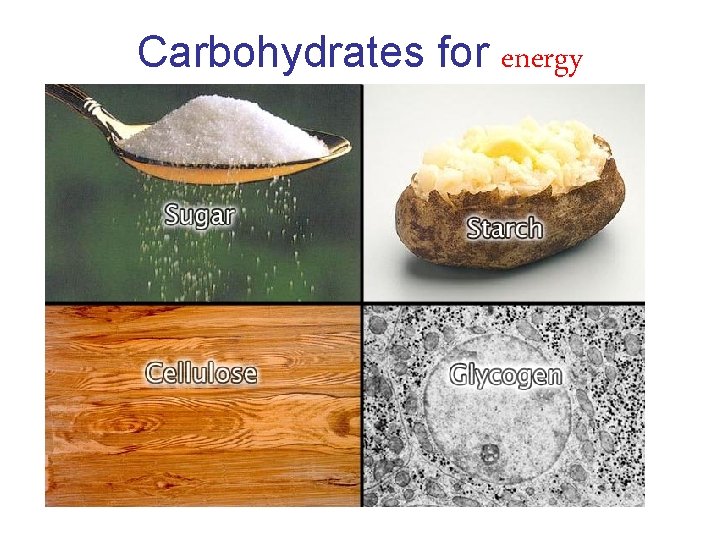 Carbohydrates for energy 