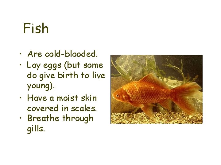 Fish • Are cold-blooded. • Lay eggs (but some do give birth to live