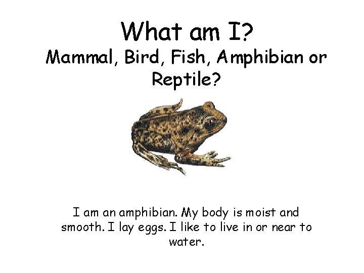 What am I? Mammal, Bird, Fish, Amphibian or Reptile? I am an amphibian. My