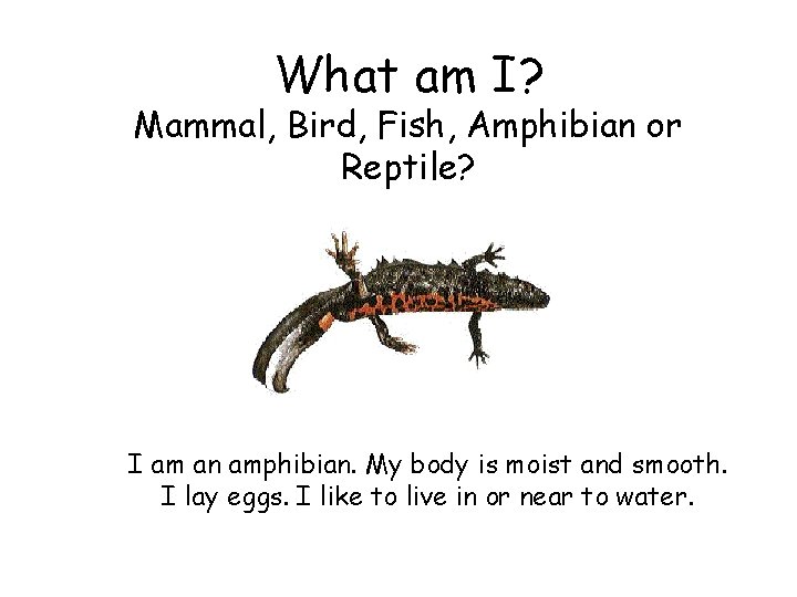 What am I? Mammal, Bird, Fish, Amphibian or Reptile? I am an amphibian. My