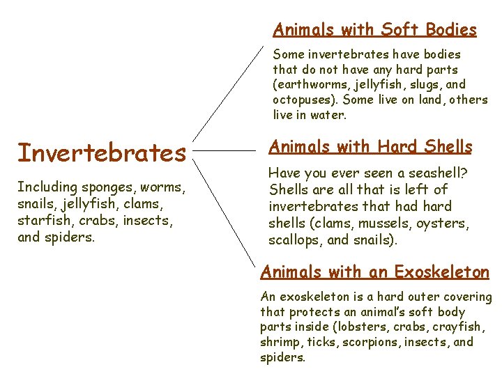 Animals with Soft Bodies Some invertebrates have bodies that do not have any hard
