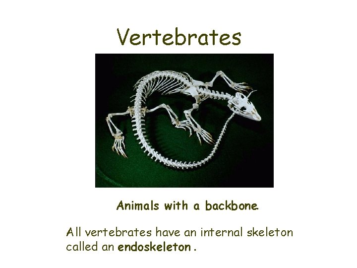 Vertebrates Animals with a backbone. All vertebrates have an internal skeleton called an endoskeleton.