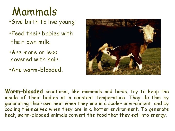 Mammals • Give birth to live young. • Feed their babies with their own