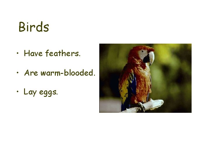 Birds • Have feathers. • Are warm-blooded. • Lay eggs. 