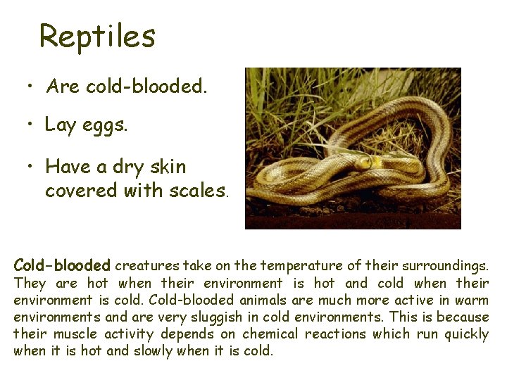 Reptiles • Are cold-blooded. • Lay eggs. • Have a dry skin covered with