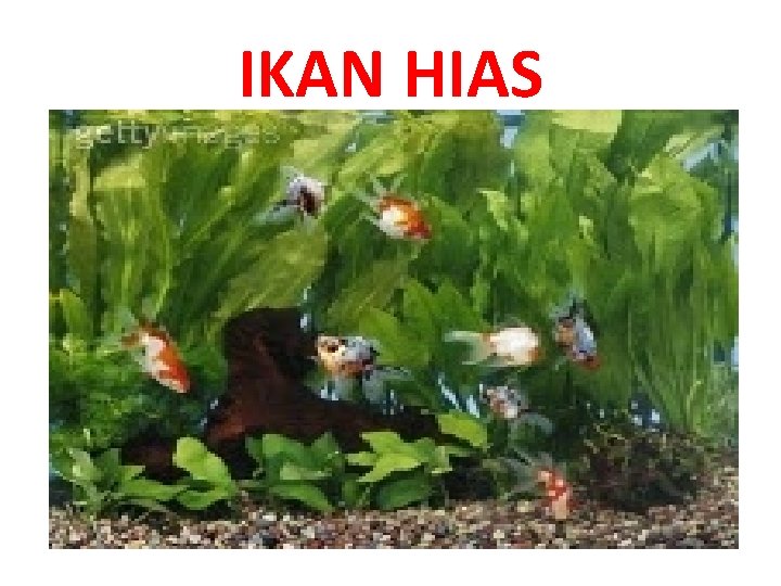 IKAN HIAS 