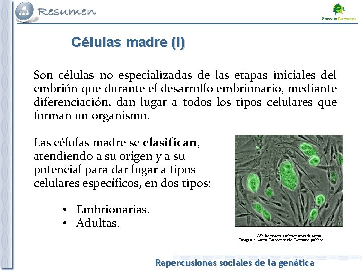 Células madre (I) Son células no especializadas de las etapas iniciales del embrión que