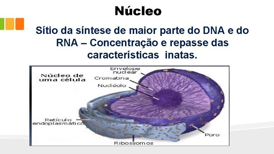 Núcleo Sítio da síntese de maior parte do DNA e do RNA – Concentração