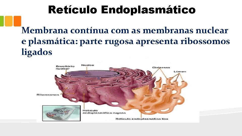 Retículo Endoplasmático Membrana contínua com as membranas nuclear e plasmática: parte rugosa apresenta ribossomos