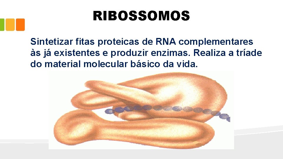 RIBOSSOMOS Sintetizar fitas proteicas de RNA complementares às já existentes e produzir enzimas. Realiza