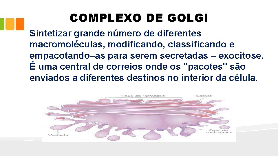 COMPLEXO DE GOLGI Sintetizar grande número de diferentes macromoléculas, modificando, classificando e empacotando–as para