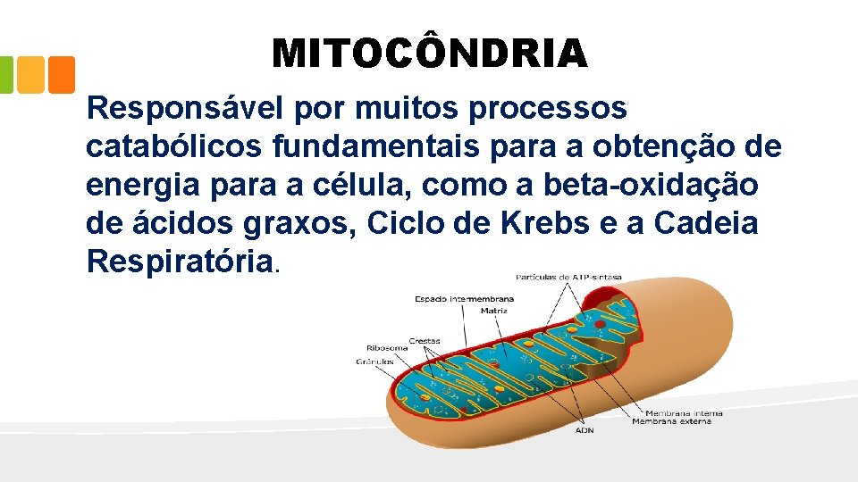 MITOCÔNDRIA Responsável por muitos processos catabólicos fundamentais para a obtenção de energia para a