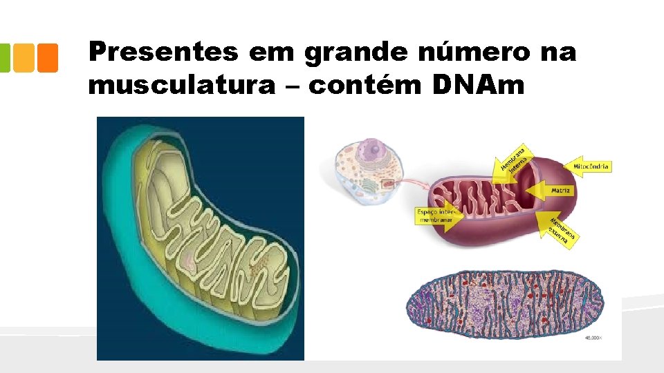 Presentes em grande número na musculatura – contém DNAm 