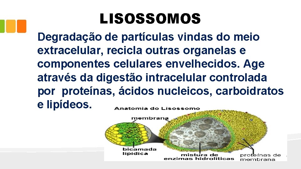 LISOSSOMOS Degradação de partículas vindas do meio extracelular, recicla outras organelas e componentes celulares