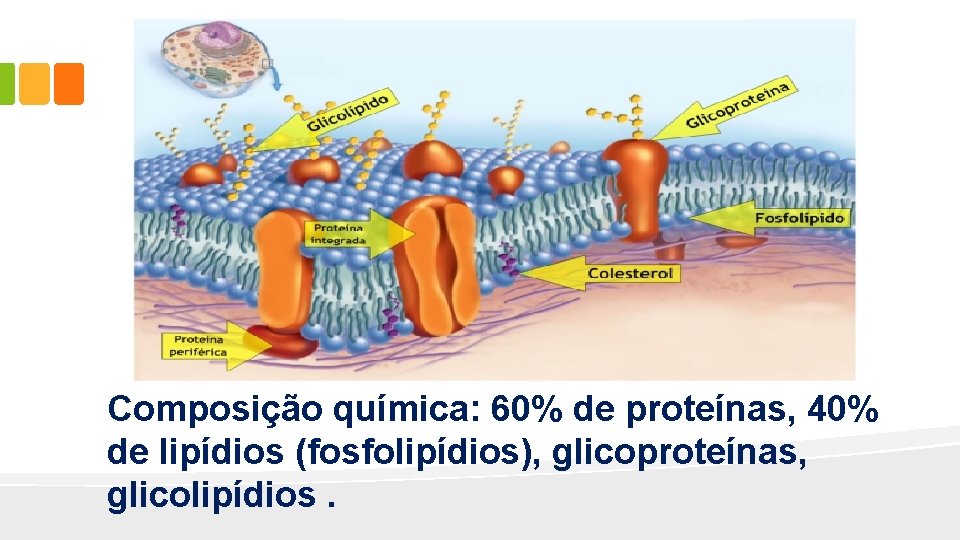 Composição química: 60% de proteínas, 40% de lipídios (fosfolipídios), glicoproteínas, glicolipídios. 