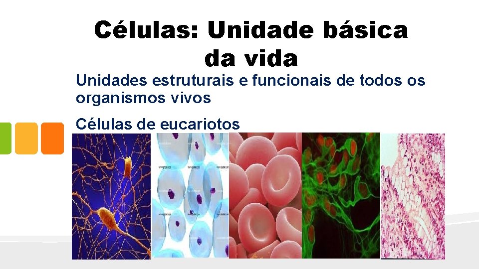 Células: Unidade básica da vida Unidades estruturais e funcionais de todos os organismos vivos