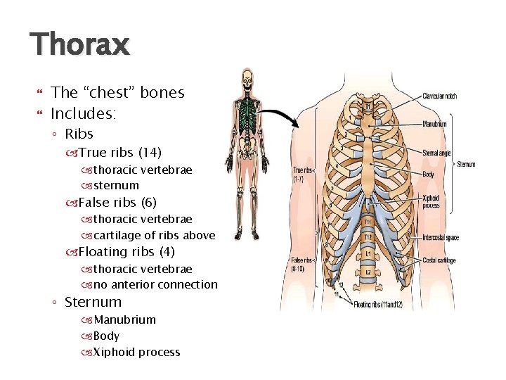Thorax The “chest” bones Includes: ◦ Ribs True ribs (14) thoracic vertebrae sternum False