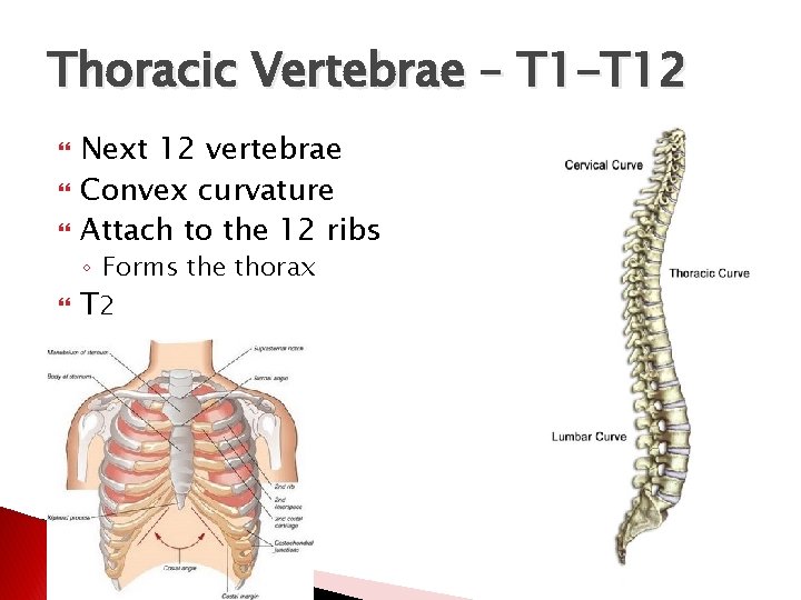 Thoracic Vertebrae – T 1 -T 12 Next 12 vertebrae Convex curvature Attach to