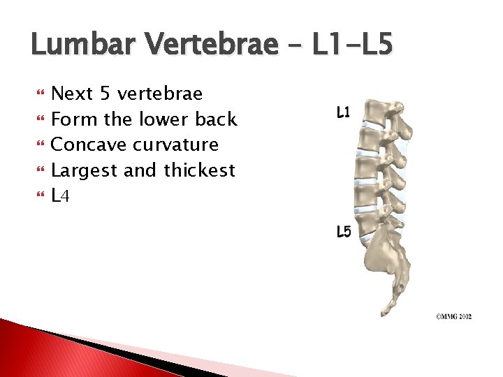 Lumbar Vertebrae – L 1 -L 5 Next 5 vertebrae Form the lower back