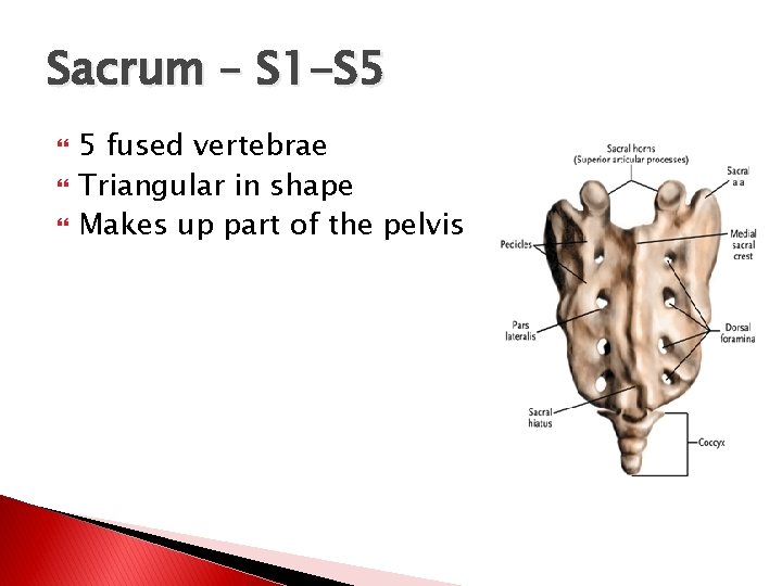 Sacrum – S 1 -S 5 5 fused vertebrae Triangular in shape Makes up