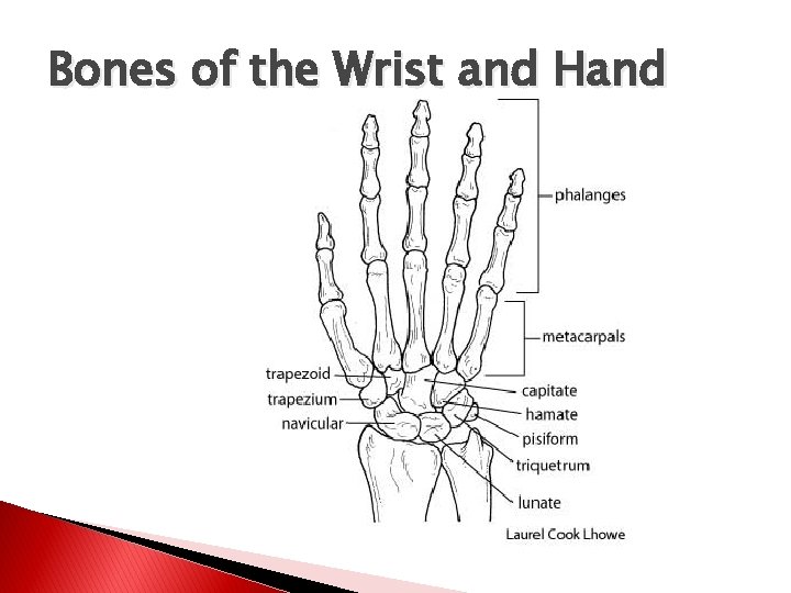 Bones of the Wrist and Hand 