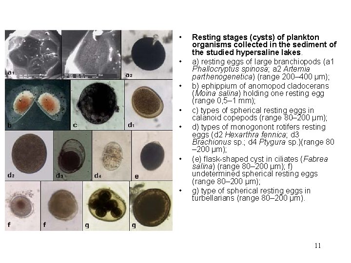 • • Resting stages (cysts) of plankton organisms collected in the sediment of • • Resting stages (cysts) of plankton organisms collected in the sediment of