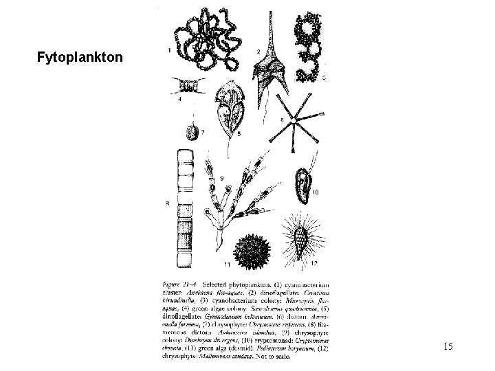 Fytoplankton 15 Fytoplankton 15