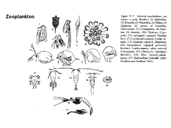 Zooplankton 16 Zooplankton 16