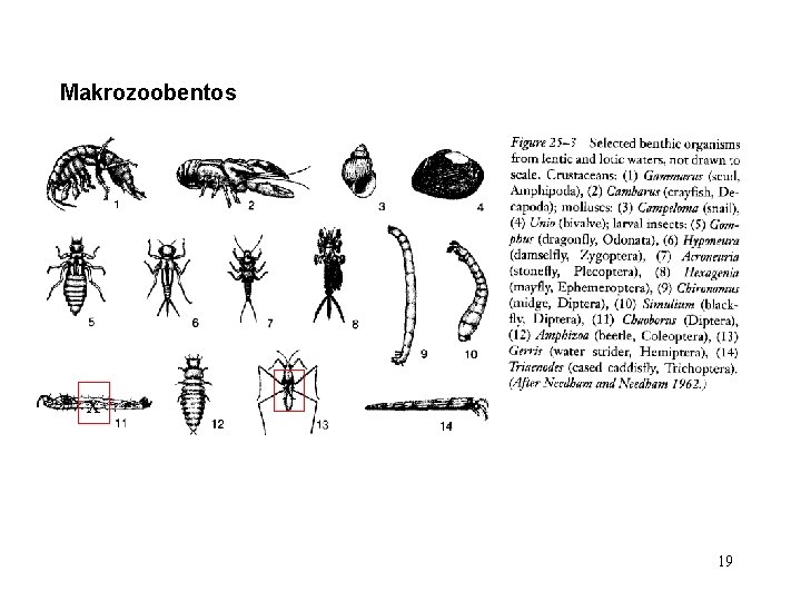 Makrozoobentos x x 19 Makrozoobentos x x 19