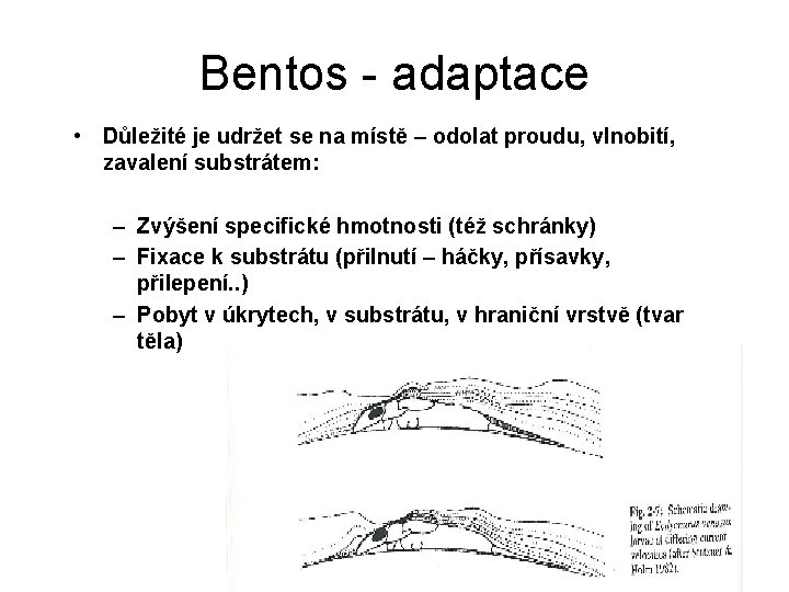 Bentos - adaptace • Důležité je udržet se na místě – odolat proudu, vlnobití, Bentos - adaptace • Důležité je udržet se na místě – odolat proudu, vlnobití,