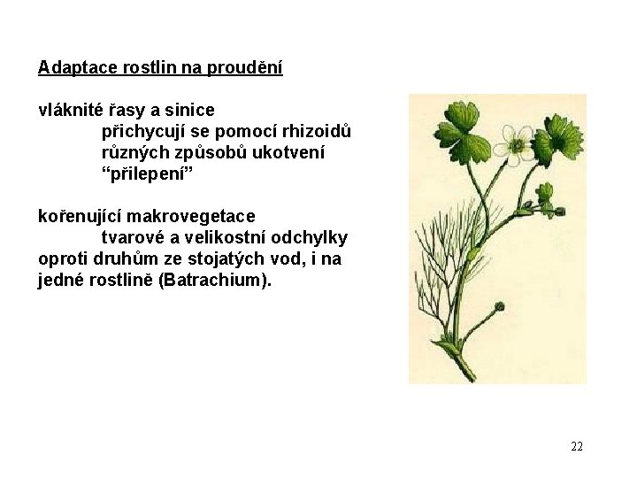 Adaptace rostlin na proudění vláknité řasy a sinice přichycují se pomocí rhizoidů různých způsobů Adaptace rostlin na proudění vláknité řasy a sinice přichycují se pomocí rhizoidů různých způsobů