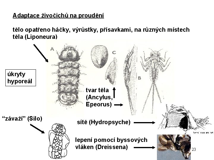 Adaptace živočichů na proudění tělo opatřeno háčky, výrůstky, přísavkami, na různých místech těla (Liponeura) Adaptace živočichů na proudění tělo opatřeno háčky, výrůstky, přísavkami, na různých místech těla (Liponeura)