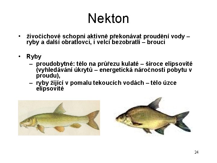 Nekton • živočichové schopni aktivně překonávat proudění vody – ryby a další obratlovci, i Nekton • živočichové schopni aktivně překonávat proudění vody – ryby a další obratlovci, i