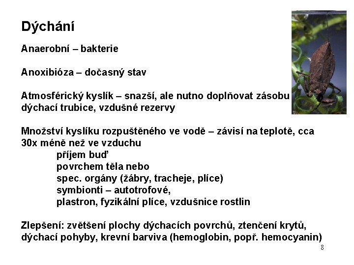 Dýchání Anaerobní – bakterie Anoxibióza – dočasný stav Atmosférický kyslík – snazší, ale nutno Dýchání Anaerobní – bakterie Anoxibióza – dočasný stav Atmosférický kyslík – snazší, ale nutno